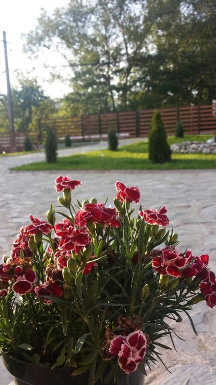 Pensiunea Codruta Cărpinişu Exterior foto